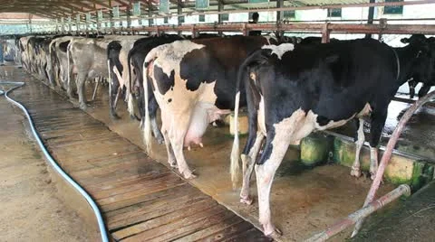Milk cows in farm Stock Footage