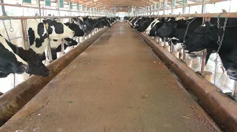 Milk cows in farm Stock Footage 12374520