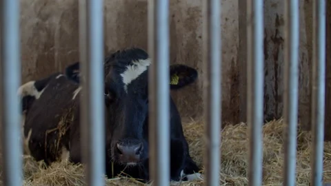 Milk Cows  in farm Stock Footage 148668829