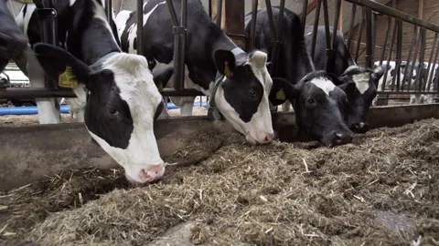 Milk cows feeding process on a farm Stock Footage 158083349