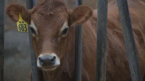 Milk Cows Vídeos de archivo 117989921