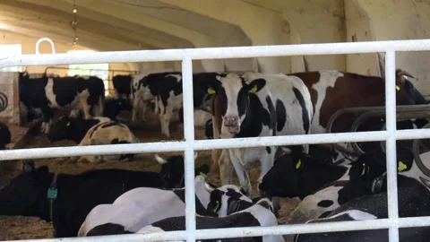 Milk cows lying on the ground having a rest on a farm Stock Footage 116616306