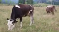 Milk cows on the meadow HD Footage