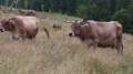 Milk cows on the meadow HD Footage