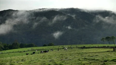 Milk Cows with Real Time Fast Moving Mist Clouds in the Australian Mountains Stock Footage 133548799