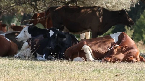 Milk cows rest and chew in the shade trees at noon sunny autumn day Video stock 116015008