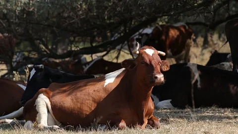 Milk cows rest and chew in the shade trees at noon sunny autumn day Stock Footage 116015057