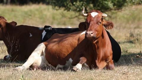 Milk cows rest and chew in the shade trees at noon sunny autumn day Stock Footage 116015060
