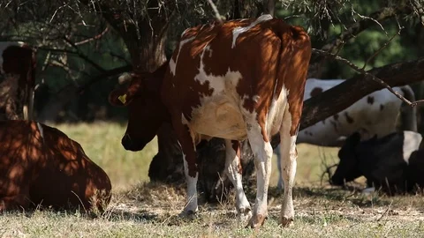 Milk cows rest and chew in the shade trees at noon sunny autumn day Stock Footage 116015070