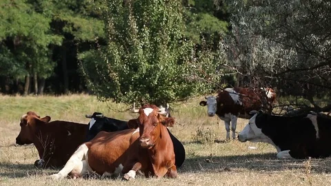 Milk cows rest and chew in the shade trees at noon sunny autumn day Stock Footage 116015075