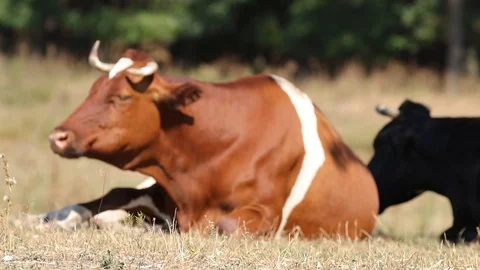Milk cows rest and chew in the shade trees at noon sunny autumn day Stock Footage 116015083