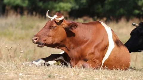 Milk cows rest and chew in the shade trees at noon sunny autumn day. Video stock 116015099