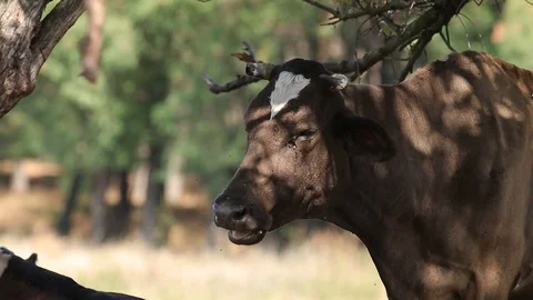 Milk cows rest and chew in the shade trees at noon sunny autumn day. Video stock 116015108