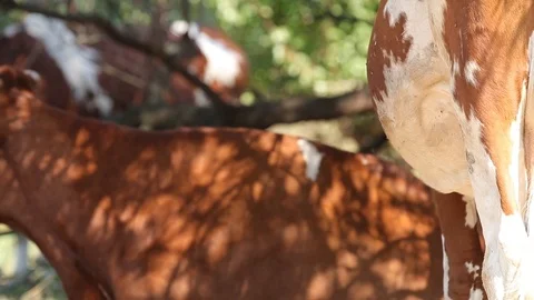 Milk cows rest and chew in the shade trees at noon sunny autumn day. Stock Footage 116015115