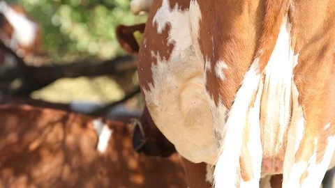 Milk cows rest and chew in the shade trees at noon sunny autumn day. Close up. Stock Footage 116015129