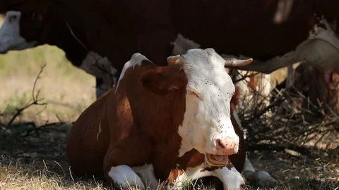 Milk cows rest and chew in the shade trees at noon sunny autumn day Stock Footage 116015142