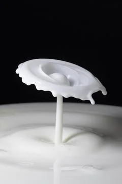 Milk drop collisions causing an umbrella shaped splash Stock Photos