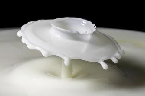 Milk drop collisions causing an umbrella shaped splash Stock Photos