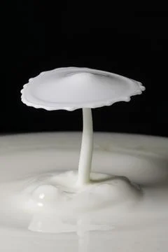 Milk drop collisions causing an umbrella shaped splash Stock Photos