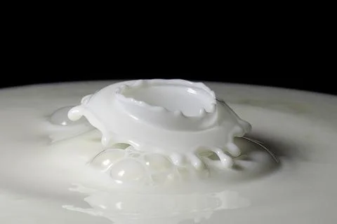 Milk drop collisions causing an umbrella shaped splash Stock Photos