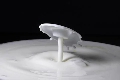 Milk drop collisions causing an umbrella shaped splash Stock Photos