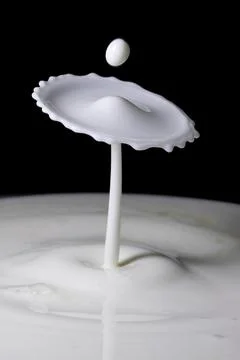 Milk drop collisions causing umbrella and mushroom shaped splash Stock Photos