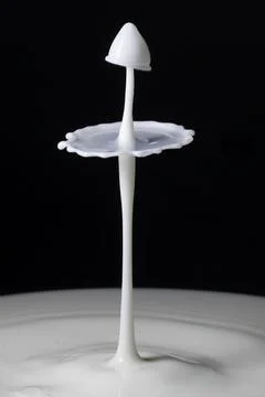 Milk drop collisions causing umbrella and mushroom shaped splash Stock Photos
