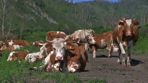 Milk Farm Видео 94762694