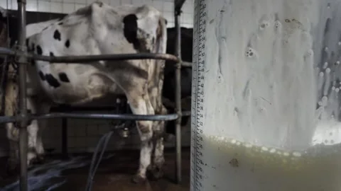 Milk Flowing into Container During Cow Milking Stock Footage 324891389