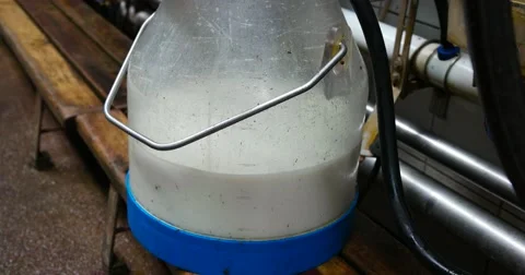 Milk flows from the milking machine. Dairy farm cows. Stock Footage 64382828