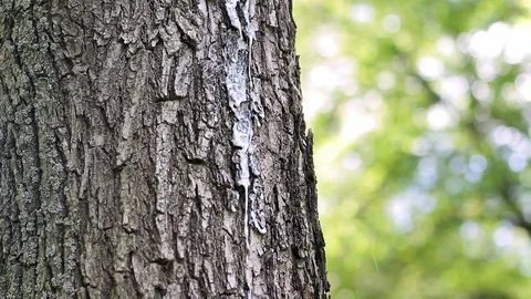 Milk flows through the bark of a tree. Stock Footage 76233488