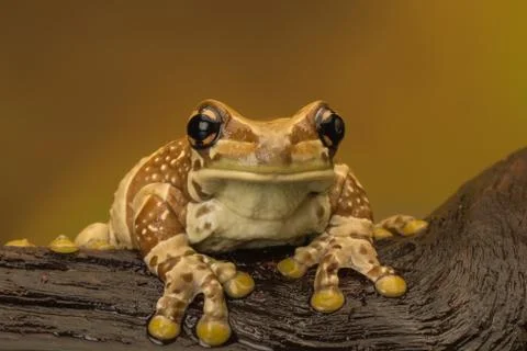 Milk Frog Stock Photos