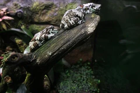 Milk frog she is a toad sitting on a tree in the wet grass of the aquarium. Stock Photos