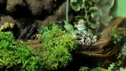 Milk frogs spending some quality time together Stock Footage 92473682
