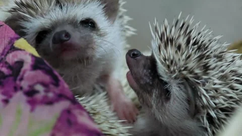 Milk hedgehogs or mini hedgehogs. Spiny mammals. Stock Footage 307594048