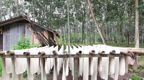 Milk latex process to raw rubber sheets ... | Stock Video | Pond5