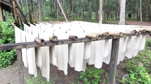Milk latex process to raw rubber sheets ... | Stock Video | Pond5
