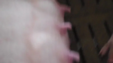 Milk morthers pig for small pigs Stock Footage 131293964