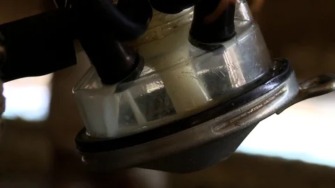 Milk production Stock Footage 81991038