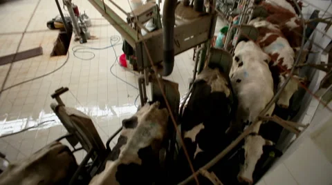 Milk production. Milking of cows by using modern milking machine. 库存影片 62948254