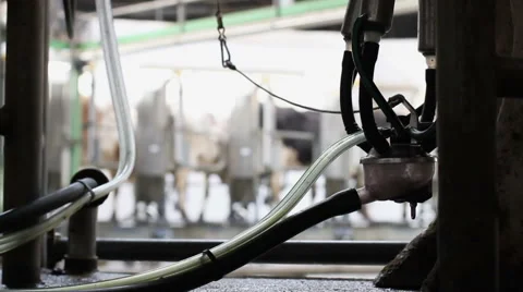 Milk production. Milking of cows by using modern milking machine. 库存影片 62948319