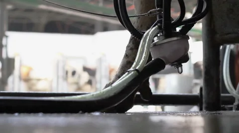 Milk production. Milking of cows by using modern milking machine. 库存影片 62948419