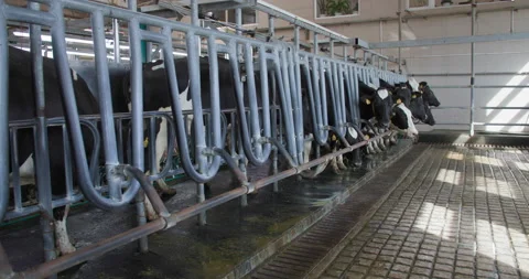 Milk production process, herd of milking cows with bikers and collars are on Stock Footage 165239931