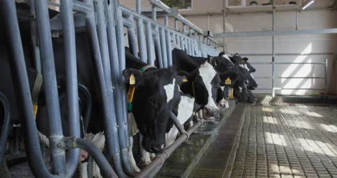 Milk production process, herd of milking cows with bikers and collars are on Stock Footage 165240206