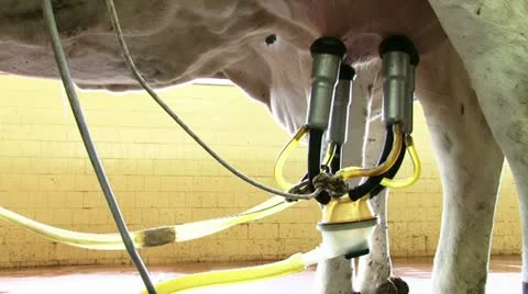 Milk pump extracting milk from cow's udder. Stock Footage 20512432