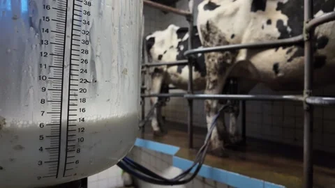 Milk is pumped from a milking machine into a transparent container, with bl.. Stock Footage 337385042