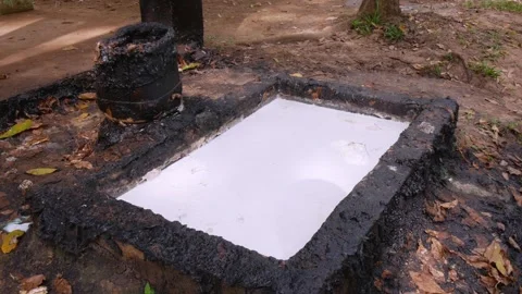 Milk of rubber tree into a concrete container Stock Footage 269144797