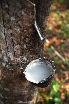 Milk from a rubber tree Stock Photos