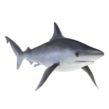 Milk Shark 3D Model ~ 3D Model ~ Download #90939446 | Pond5
