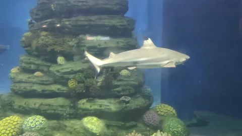 MILK SHARK Stock Footage 231541132